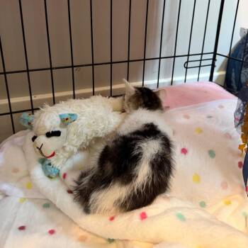 Emerson -  Domestic Short Hair Cat for Adoption in Rochester, Minnesota - Emerson | PetCurious