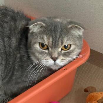 Casey -  Scottish Fold Cat for Adoption in Westhampton, New York - Casey | PetCurious