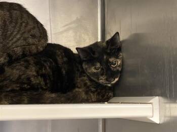 Domestic Short Hair Cats Available for Adoption in Tustin, California - THELMA | PetCurious