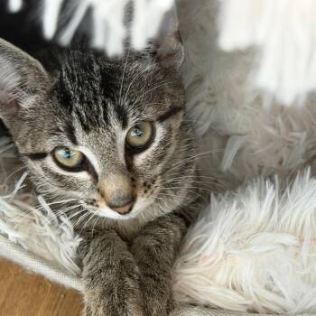 Sylvia -  American Shorthair Cat for Adoption in Mount Vernon, Arkansas - Sylvia | PetCurious