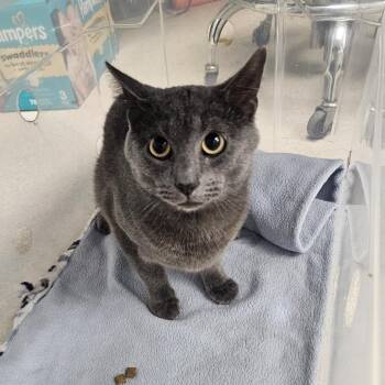 Asher -  Domestic Short Hair Cat for Adoption in Evansville, Indiana - Asher | PetCurious