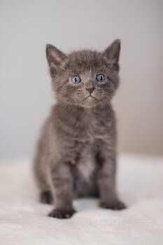 Domestic Short Hair Cats Available for Adoption in Victor, New York - Cosmo | PetCurious