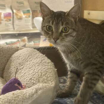 Lucky -  Domestic Short Hair Cat Available for Adoption in Hammond, Indiana - Lucky | PetCurious