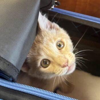 Simba j -  Domestic Short Hair Cat for Adoption in Tampa, Florida - Simba J | PetCurious