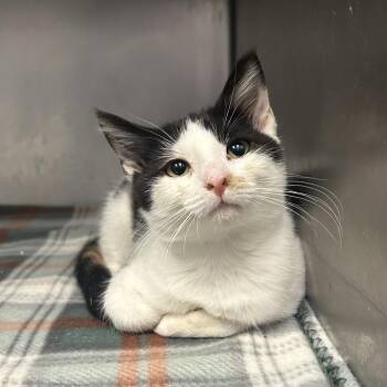 Posh -  Domestic Medium Hair Cat for Adoption in Charleston, West Virginia - Posh | PetCurious