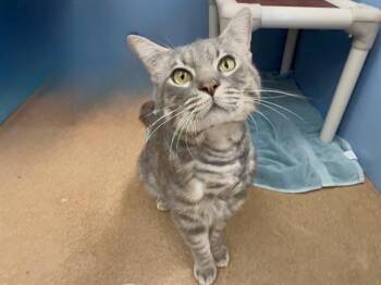 Domestic Medium Hair Cats Available for Adoption in Martinez, California - EVEREST | PetCurious