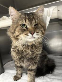 Domestic Long Hair and Domestic Short Hair Cats Available for Adoption in Montreal, Quebec - Murphy | PetCurious