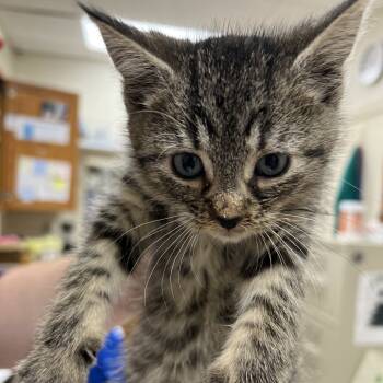 Rescue Domestic Short Hair Cats for Adoption in Pekin, Illinois - Croquet | PetCurious