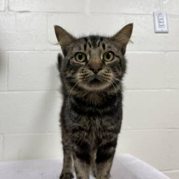 SVAS-Stray-39314 -  Domestic Medium Hair Cat for Adoption in Lyndhurst, Virginia - SVAS-Stray-39314 | PetCurious