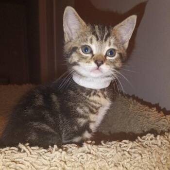 Chia - white -  Domestic Short Hair Cat for Adoption in Ferndale, Washington - Chia - White | PetCurious