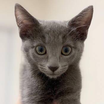 Schmidt -  Domestic Short Hair Cat for Adoption in Cumming, Georgia - Schmidt | PetCurious