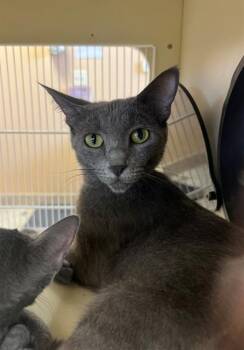 LYLAH -  Domestic Short Hair Cat for Adoption in Thousand Palms, California - LYLAH | PetCurious