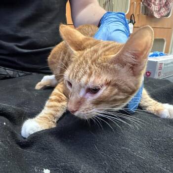 Garfield -  Domestic Short Hair Cat for Adoption in Murray, Utah - Garfield | PetCurious