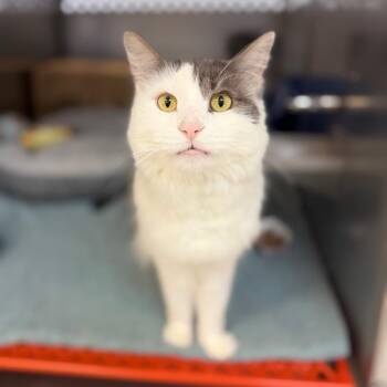 Domestic Medium Hair Cats Available for Adoption in Portage, Michigan - Katsumi | PetCurious