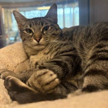Rescue Domestic Short Hair Cats for Adoption in Dallas, Texas - Phoebe | PetCurious
