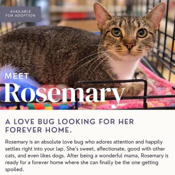 Rosemary -  Domestic Short Hair Cat for Adoption in Kenhorst, Pennsylvania - Rosemary | PetCurious