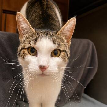 Domestic Short Hair Cats Available for Adoption in Hopkinton, Massachusetts - Patron | PetCurious
