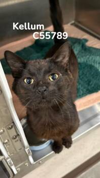 Kellum -  Domestic Short Hair Cat for Adoption in Clarksville, Tennessee - Kellum | PetCurious