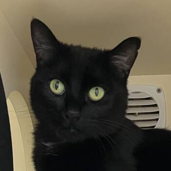 Rescue Domestic Short Hair Cats for Adoption in Silverdale, Washington - Galaxy | PetCurious