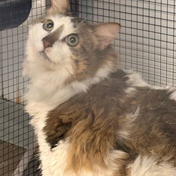 Cassius Laney -  Domestic Long Hair Cat for Adoption in St. Louis, Missouri - Cassius Laney | PetCurious