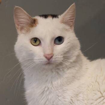 Squeezy -  Domestic Short Hair Cat for Adoption in Tucson, Arizona - Squeezy | PetCurious