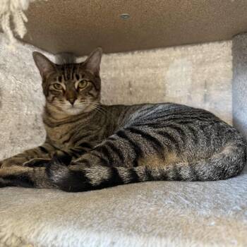 Rescue Domestic Short Hair Cats for Adoption in Beaumont, Texas - Kyle | PetCurious