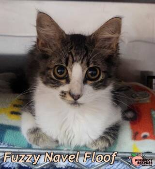 Fuzzy Navel Floof -  Domestic Short Hair Cat for Adoption in Douglasville, Georgia - Fuzzy Navel Floof | PetCurious