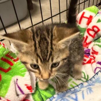 Domestic Medium Hair Cats Available for Adoption in Mount Vernon, Arkansas - Jeffrey Jones | PetCurious