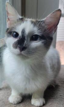 Manicotti -  Siamese and Snowshoe Cat for Adoption in Concord Farr, Tennessee - Manicotti | PetCurious