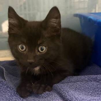 Sour Dough -  Domestic Medium Hair Cat Available for Adoption in East Hanover, New Jersey - Sour Dough | PetCurious