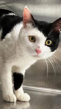 Harold -  Domestic Short Hair Cat for Adoption in Venice, Florida - Harold | PetCurious