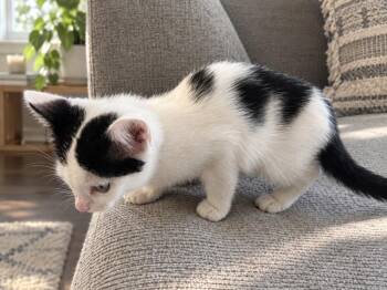 Emmy -  Domestic Medium Hair Cat for Adoption in Huntington Beach, California - Emmy | PetCurious