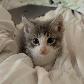 Tabby Cats Available for Adoption in San Juan Capistrano, California - Kiwi  | PetCurious