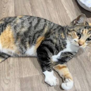 Domestic Short Hair Cats Available for Adoption in Normal, Illinois - Harlequin | PetCurious