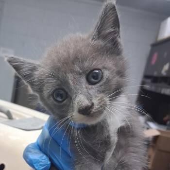 Templeton -  Domestic Short Hair Cat for Adoption in Summerville, South Carolina - Templeton | PetCurious