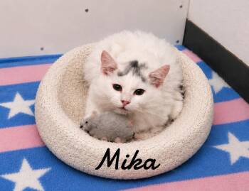 Mika -  Domestic Long Hair Cat for Adoption in Naugatuck, Connecticut - Mika | PetCurious