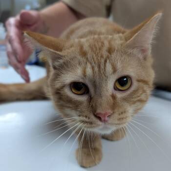 Tito -  Domestic Short Hair Cat for Adoption in Canton, Illinois - Tito | PetCurious