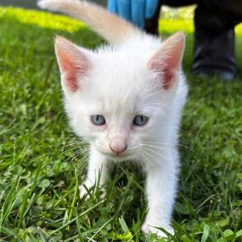Parfait C12463 -  Domestic Medium Hair and Siamese Cat for Adoption - Parfait C12463 | PetCurious