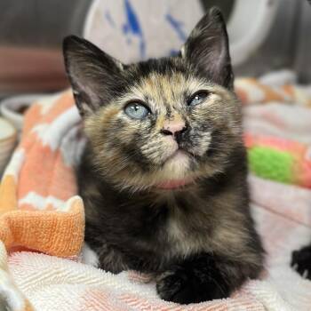Chic -  Domestic Short Hair Cat for Adoption in Palm Springs, California - Chic | PetCurious