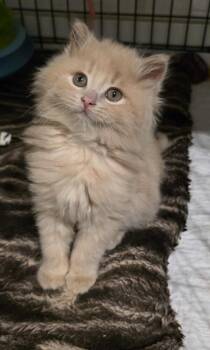 Rescue Domestic Long Hair Cats for Adoption in Terrebonne, Quebec - Bach | PetCurious