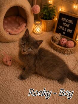 Rocky -  Russian Blue and Domestic Long Hair Cat for Adoption in Miami, Oklahoma - Rocky | PetCurious