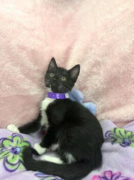 Tiana -  Tuxedo Cat Available for Adoption in Tavares, Florida - Tiana | PetCurious
