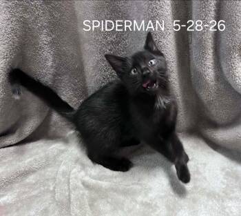 SPIDER-MAN -  Domestic Short Hair Cat for Adoption in Harrison, Michigan - SPIDER-MAN | PetCurious