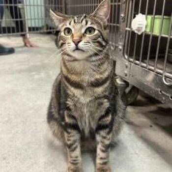 Rescue Tabby Cats for Adoption in Clawson, Michigan - Georgie | PetCurious