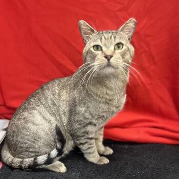 Breadly -  Domestic Short Hair Cat for Adoption in Mt. Juliet, Tennessee - Breadly | PetCurious