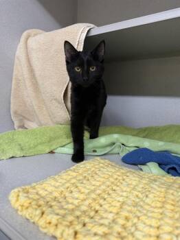 THE WORM -  Domestic Short Hair Cat for Adoption in Omaha, Nebraska - THE WORM | PetCurious