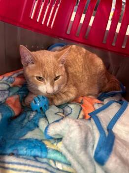 PUMPKIN -  Domestic Short Hair Cat for Adoption in San Antonio, Texas - PUMPKIN | PetCurious