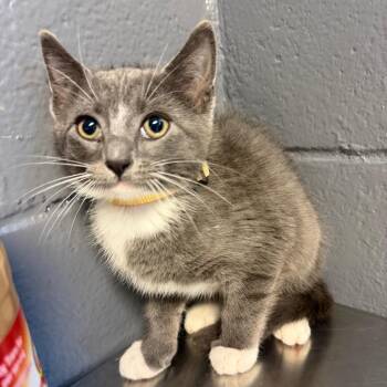 Domestic Short Hair Cats Available for Adoption in Tuscaloosa, Alabama - Carter | PetCurious