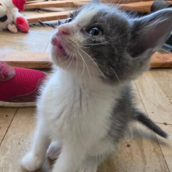 Wallace -  Domestic Short Hair Cat for Adoption in Melrose, Florida - Wallace | PetCurious
