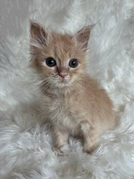 Enzo -  Domestic Medium Hair Cat for Adoption in Columbia, Maryland - Enzo | PetCurious